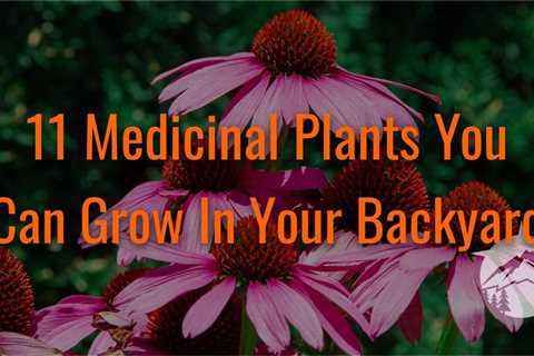 11 Medicinal Plants You Can Grow In Your Backyard