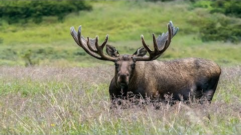 MONSTER ALASKAN BULL MOOSE | UP CLOSE IN 4K