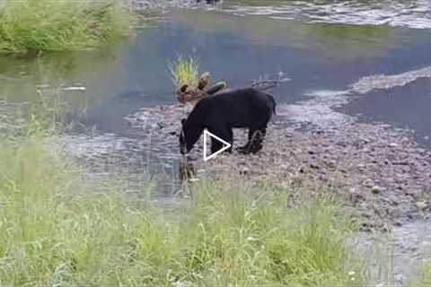 Running Bear Fishing!  Alaskan Wildlife - Juneau, Alaska