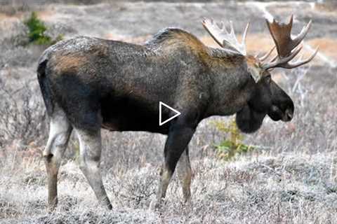 Moose Romance and the Cutest Sparing Match Ever