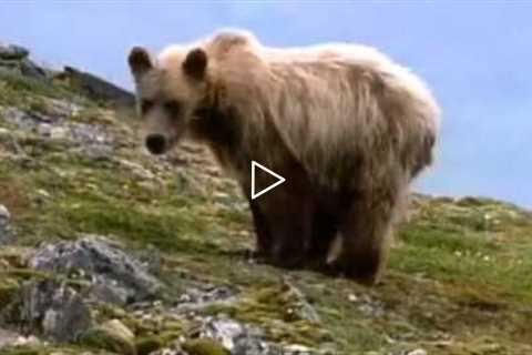 Wild Alaska | Wildlife Refuge | Alaskan Nature Video - Becharof NWR
