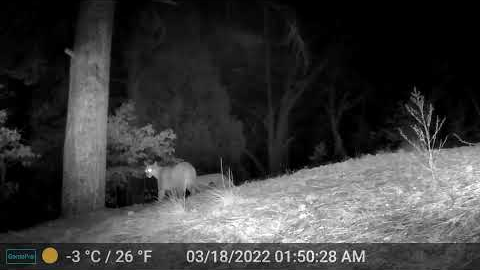 Trail camera captures images of wildlife in Sandia Foothills