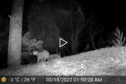 Trail camera captures images of wildlife in Sandia Foothills