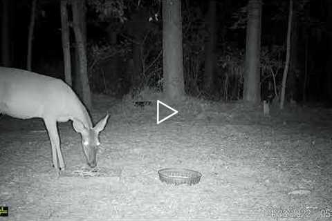 live deer cam - trail cam videos - deer cam
