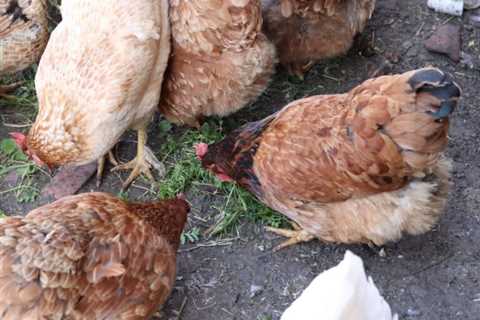 35 Herbs to Keep Chickens Healthy