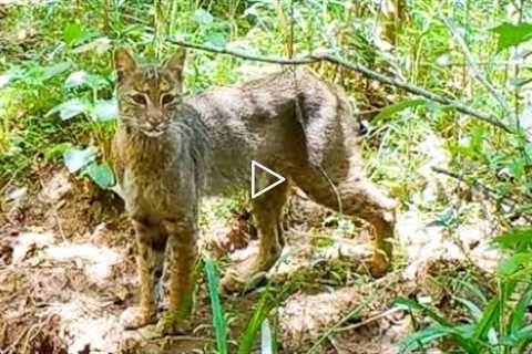 Wildlife Trail Camera Videos: Bobcats and Baby Armadillos in Alabama