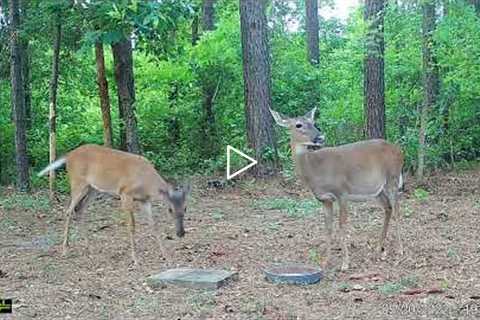 deer eating corn during the day time • trail cam video