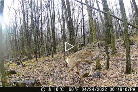 Michigan Trail Cameras: April 4, 2022 - May 2, 2022 (Camera 2)