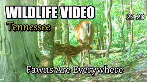 Narrated Wildlife Video 22-26 from Trail Cameras in the Tennessee Foothills of the Smoky Mountains