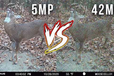 The BIGGEST LIE About Trail Camera Photo Resolution!