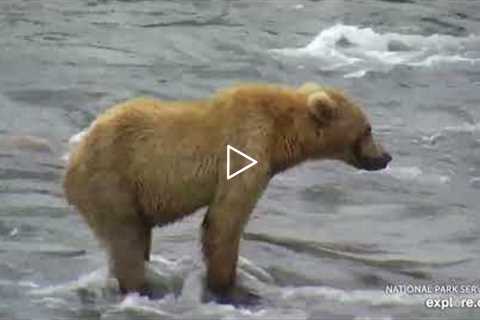 First Bears on Camera This Year, 128 Grazer and Her Cubs - June 21, 2022 (explore.org)