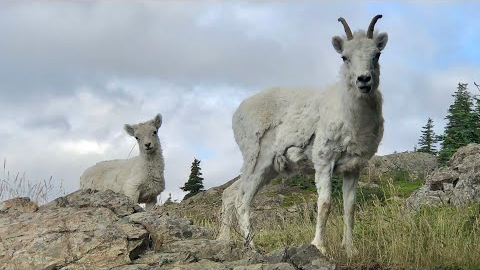 Dall Sheep Encounter: Lose/Win