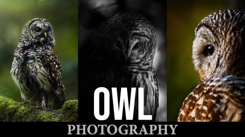 Wildlife Photography | Barred Owls | Trail Camera Vlog