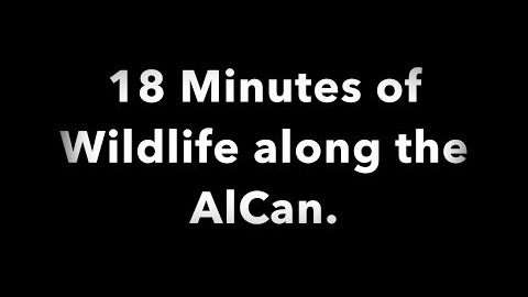 18 minute Tour of Wildlife on The AlCan (Alaska Canadian Hwy)