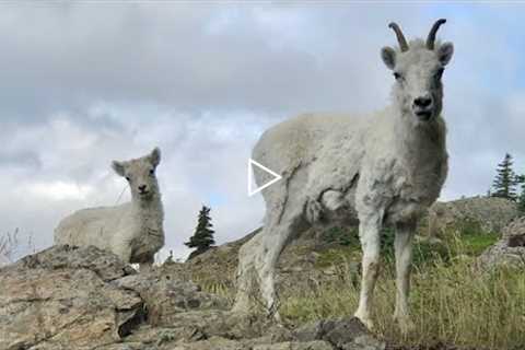 Dall Sheep Encounter: Lose/Win