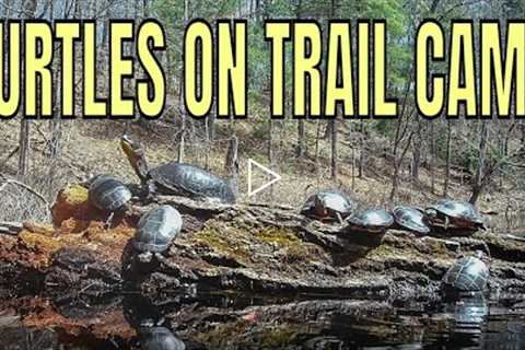 TRAIL CAM FOOTAGE OF TURTLES