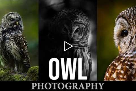 Wildlife Photography | Barred Owls | Trail Camera Vlog