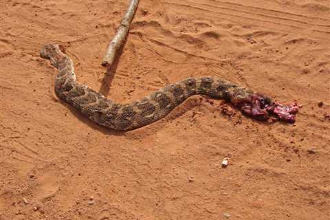 Dealing With Venomous Snakebites