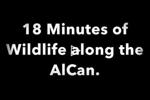 18 minute Tour of Wildlife on The AlCan (Alaska Canadian Hwy)