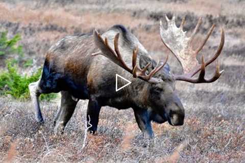 A Day with a Couple Trophy Bull Moose