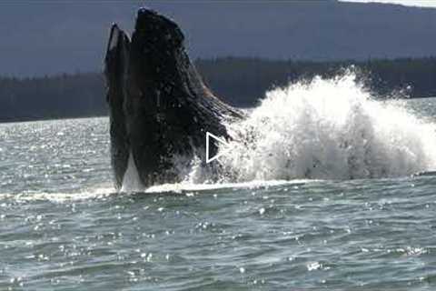 Lunge Feeding Humpback!  Alaskan Wildlife - Juneau, Alaska