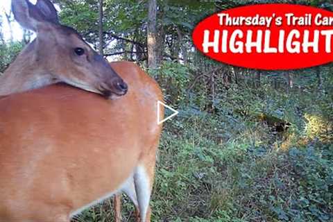 What's happening here?? Thursday's Trail Cam Highlights: 7.14.22