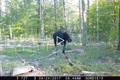 New Hampshire trail cam videos