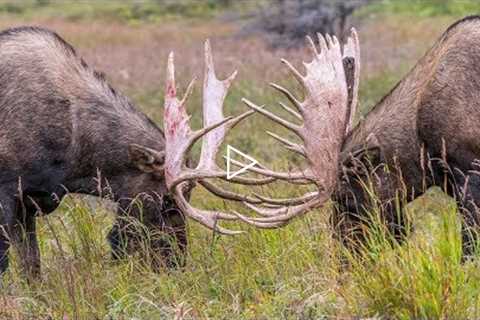 SPARRING BULL MOOSE | PRE-RUT IN 4K