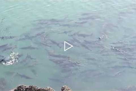 Salmon Run!  Alaskan Wildlife - Juneau, Alaska