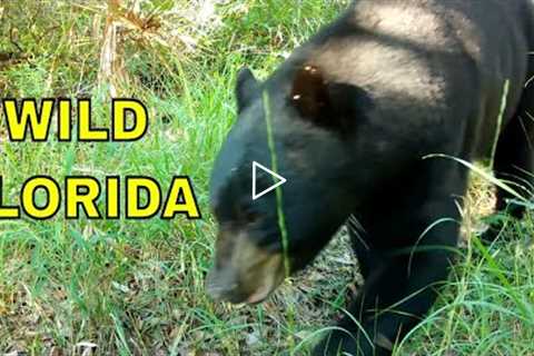 My First Florida Wildlife Videos: Trail Camera Pickups in the Sunshine State