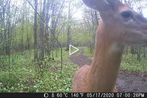 The bachelor group of 2020! Trail camera videos!