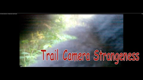 Trail Camera Captures July - Strange Lights & Baby Porcupine