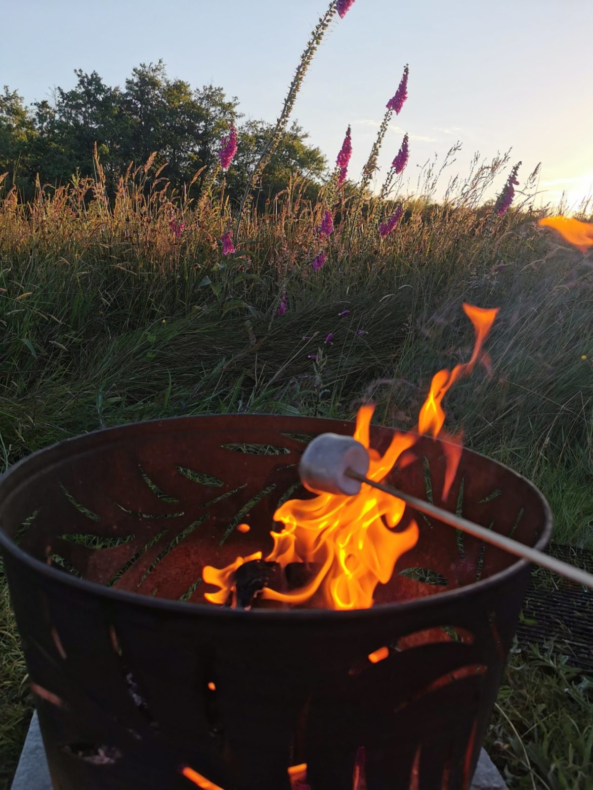 NEWS | Vegantic Mallows – Plant-Based Marshmallows Ideal For Campfire Roasting