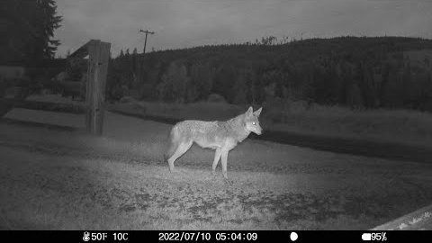 Trail Camera - Dub Forest (our ranch)  - Sequim, WA