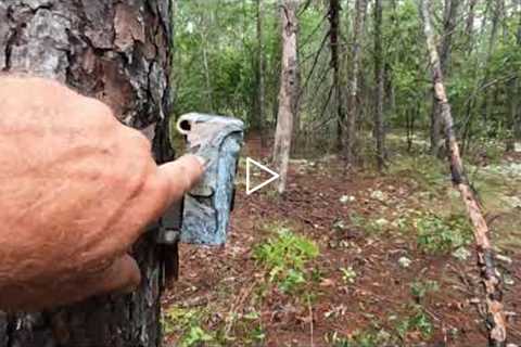 Trail Camera Was Torn Off The Tree