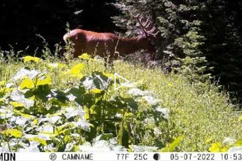 Trail Camera Video Aug 6, 2022