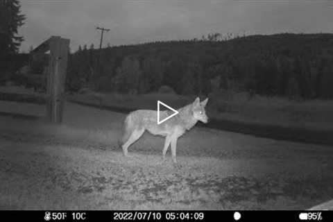 Trail Camera - Dub Forest (our ranch)  - Sequim, WA