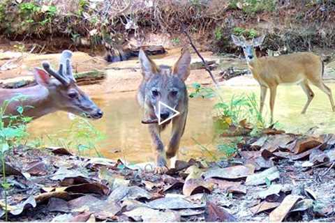 Trail Camera Setup and Pickup: Wildlife Down in the Holler