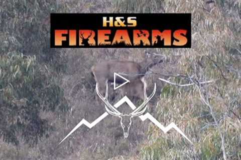 Zebra's hunting Adventures, DSOON trail camera review. (Sambar deer hunting).