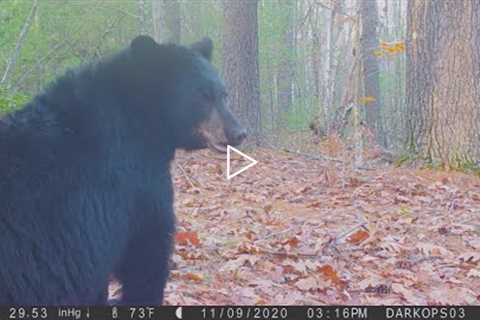 Fall 2020 Trail Cam Videos