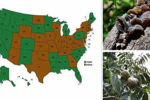 The Most Common Edible Trees Growing In Your State