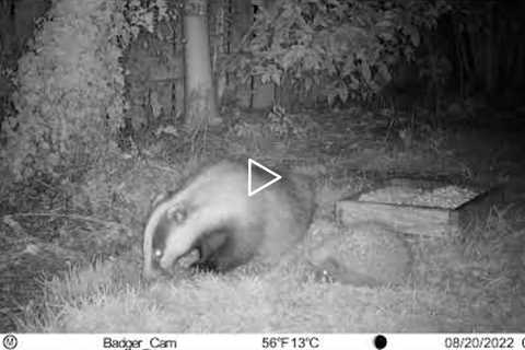 Garden trail cam with badger, hedgehog and cats.