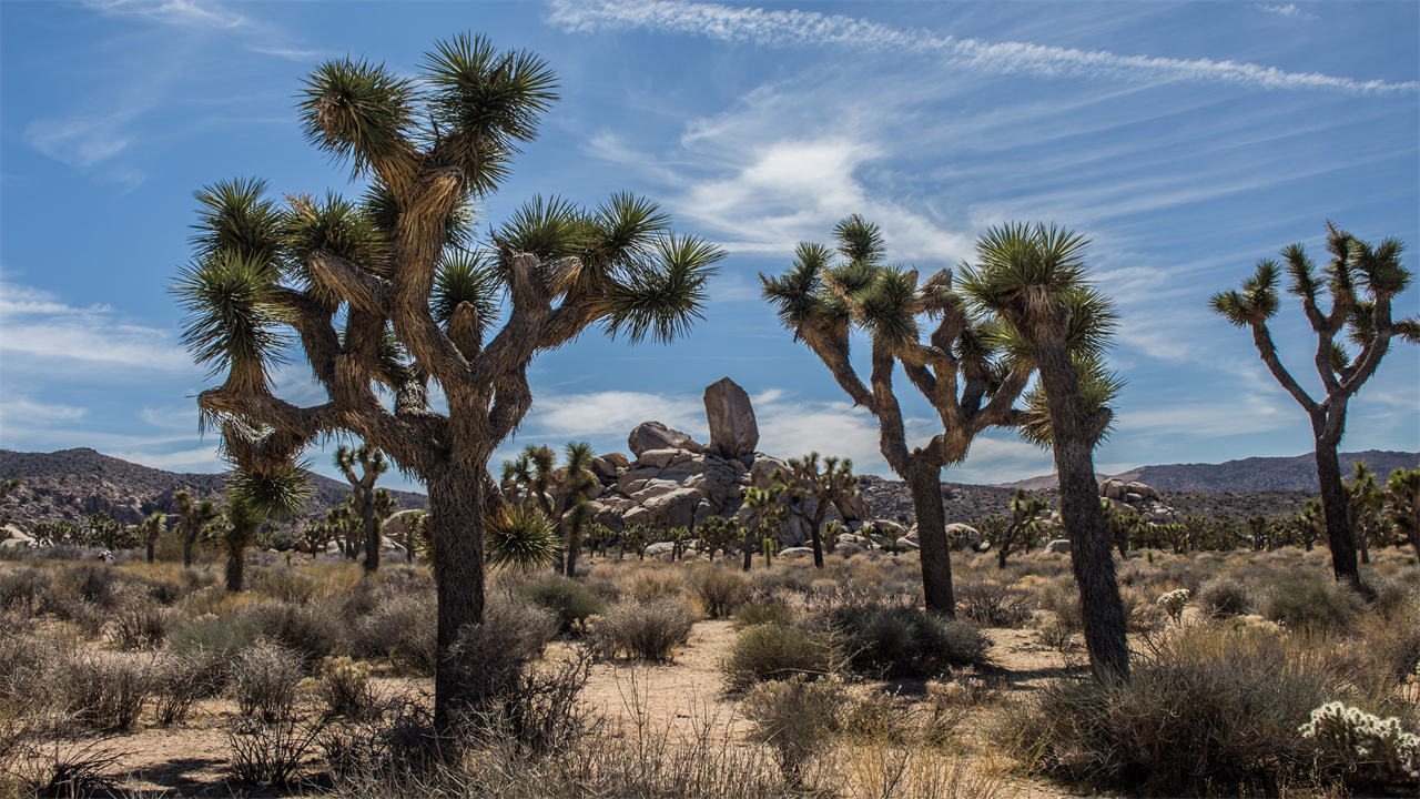 Camping World’s Guide to RVing Joshua Tree National Park