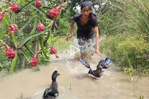 Catch water duck and Pick ripe dragon fruit for food in jungle - Survival skills in forest