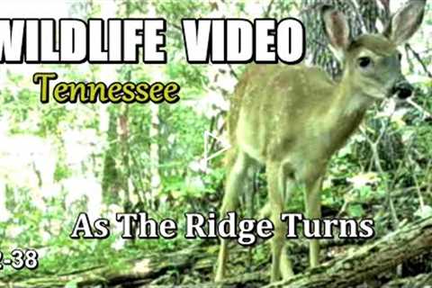 Narrated Wildlife Video 22-38 from Trail Cameras in the Tennessee Foothills of the Smoky Mountains