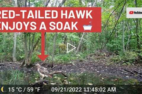 Red-tailed Hawk Takes Bath at Vernal Pool (Trail Cam Video)