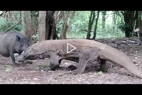 KOMODO DRAGON VS WILD BOAR