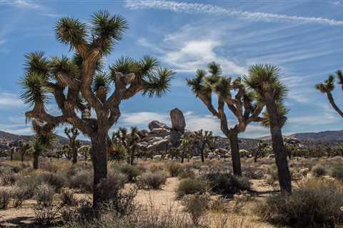 Camping World’s Guide to RVing Joshua Tree National Park