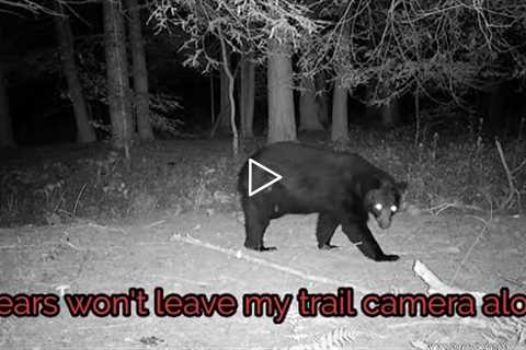 Bears won't leave my trail camera alone