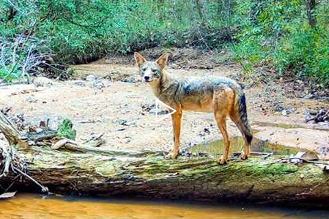 Trail Camera Setup/Pickup: Wildlife of the Deep South